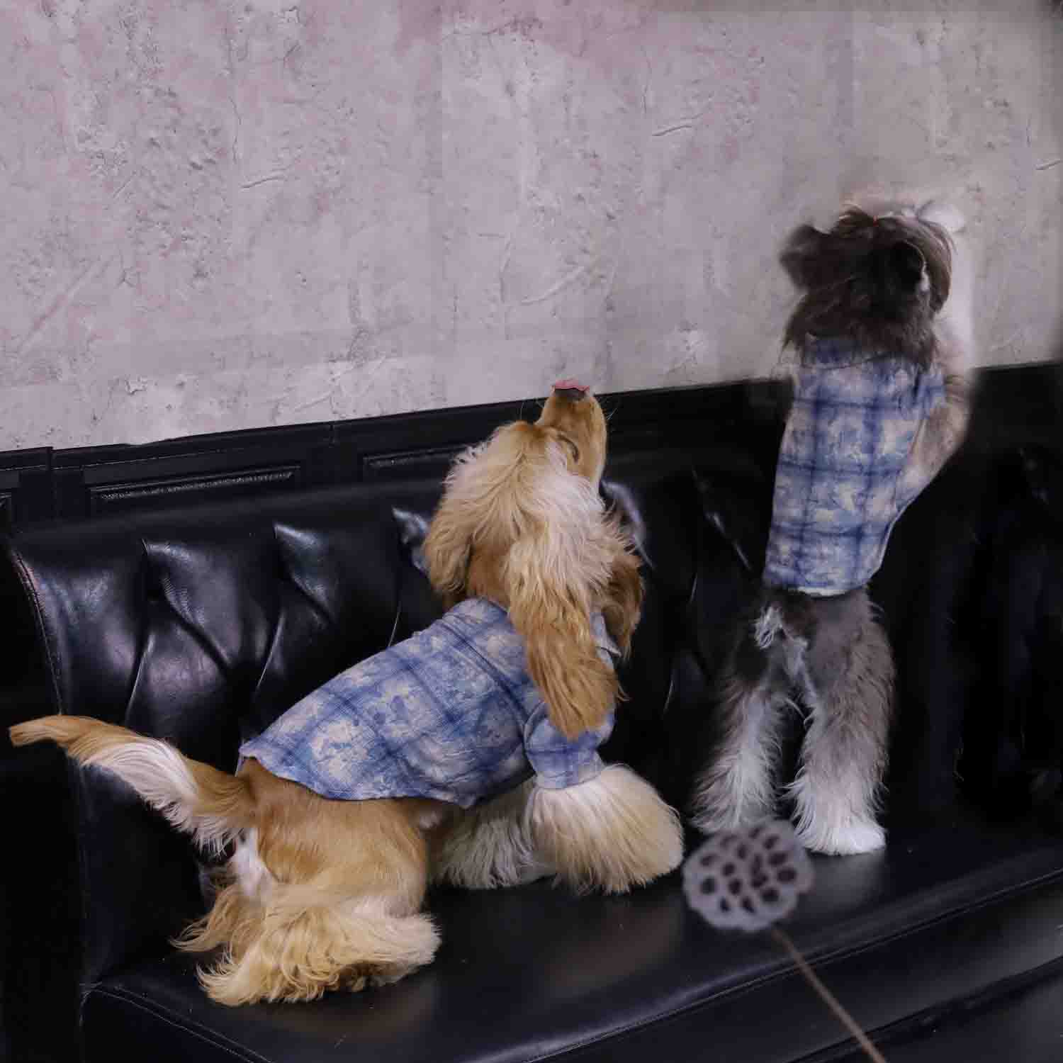 ๐ถ"PawsCube Pet Shirt - Breathable and Skin-friendly, Fashion Print, Street Style, Scratch-resistant, Suitable for Dogs/Cats"